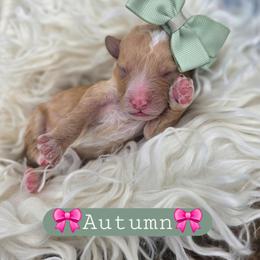 Autumn - female Cavapoochon puppy in Bullard, Texas from Cavapoochon Central LLC