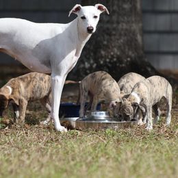 Whippet Puppies from Wise Heart Whippets