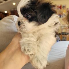 Shichon and Shih Tzu Puppies from Teddy Bear (Shichon) Puppies