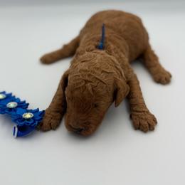 Virgil - Red  male Poodle puppy in Mount Vernon, Illinois from AMC Poodles