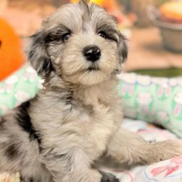 Willow - Blue merle female Aussiedoodle puppy in Dickerson, Maryland from Pawsome Aussie Doodles and Oodles