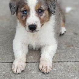 Border Collie Puppies from Bond Border Collies