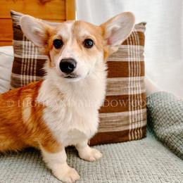 Grover - Red male Pembroke Welsh Corgi puppy in Bend, Oregon from Highland Meadow Corgis