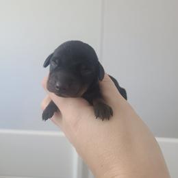 Boy 5 - Black and tan male Dachshund puppy in Okeechobee, Florida from Far Far Away Dachshunds