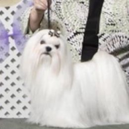 Nikita - Maltese
