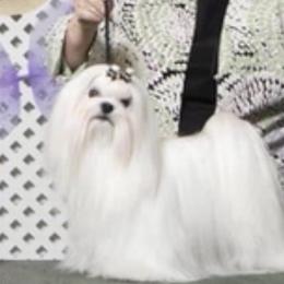 Nikita - Maltese