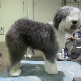 Old English Sheepdog Puppies from Yadah Sheepdogs