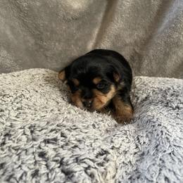 Ava yellow - Black and tan female Yorkshire Terrier puppy in Taylorsville, North Carolina from Mountain Top Hot Tailz