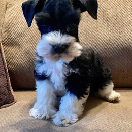 Rebel - Miniature Schnauzer