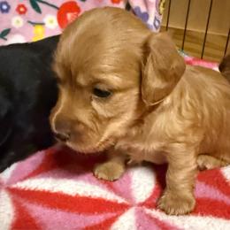 AKC Red Female - Red female Dachshund puppy in Sumrall, Mississippi from JP’s Dachshunds