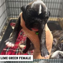 Lime green - Brindle female Boxer puppy in Newark, Ohio from S & B Boxers