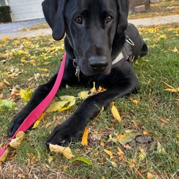 Labrador Retriever All Grown Up from Hallelujah Retrievers