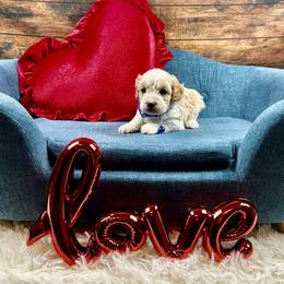 Jack - Blenheim male Cavapoo puppy in Lancaster, Missouri from Cavapoo Acres