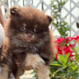 Chocolate Boy - Chocolate male Pomeranian puppy in Sunnyside, Washington from The Pom farm