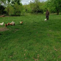 Border Collie, Bordoodle, and Maremma Sheepdog Puppies from 2J 2K Border Collies