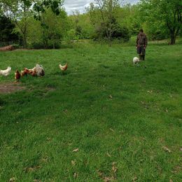 Border Collie, Bordoodle, and Maremma Sheepdog Puppies from 2J 2K Border Collies