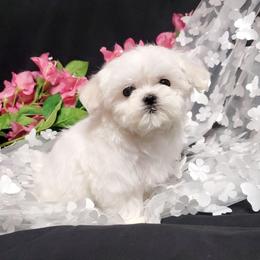 Girl 2 - White female Maltese puppy in Fresno, California from Soua's Pups