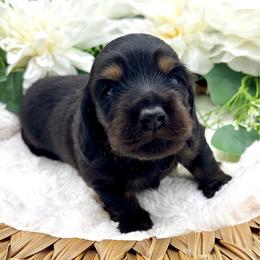 Farron - Black and tan male Dachshund puppy in Exeter, California from Sawtooth Miniature Dachshunds
