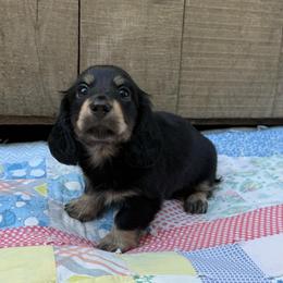Tank - Black and cream male Dachshund puppy in Squires, Missouri from Hudson’s Hounds