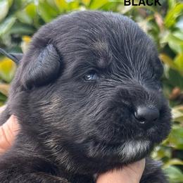 Puppy 4 - Black and red male German Shepherd puppy in Central Florida, Florida from Vom Furstenhund