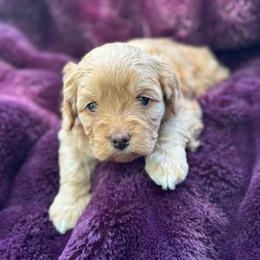 Reagan - Red female Cavapoo puppy in Michigan from Cavalier Girls