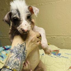 Peruvian Inca Orchid Puppies from Naked Baby’s