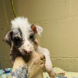 Peruvian Inca Orchid Puppies from Naked Baby’s
