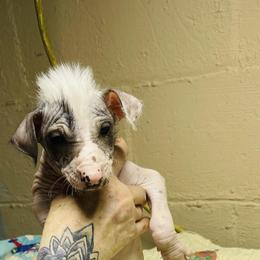 Peruvian Inca Orchid Puppies from Naked Baby’s