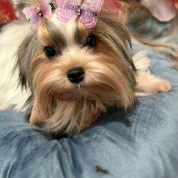 Berry - female Biewer Terrier puppy in Concord, California from Puppy Boutique