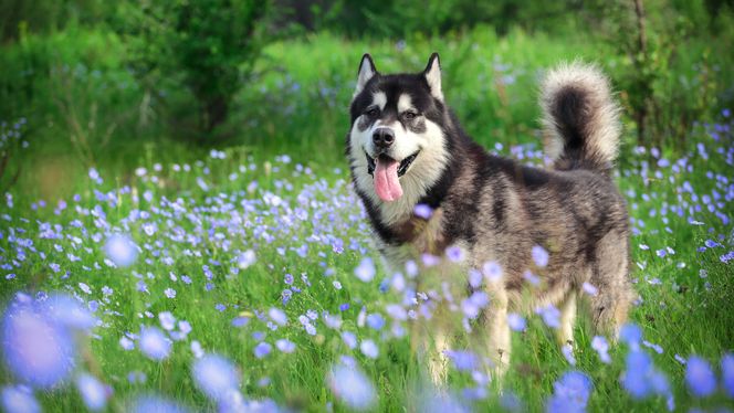 Alaskan Malamute