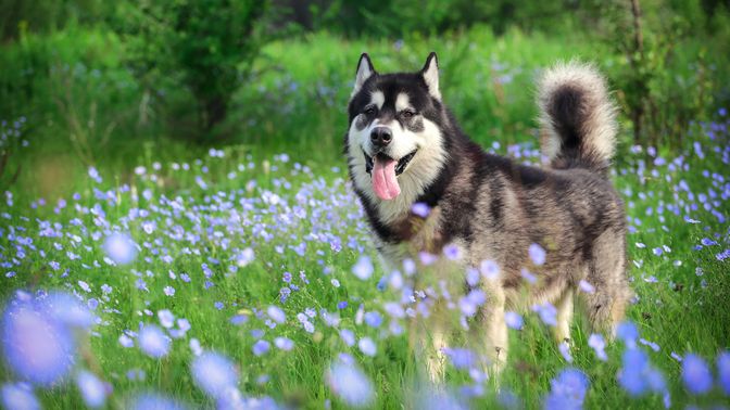 Alaskan Malamute