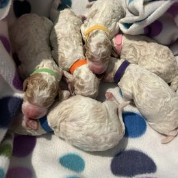 Poodle puppies from Poodles of New England