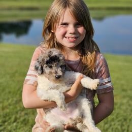 Aussiedoodle, Cockapoo, and Goldendoodle Puppies from Hilltop Doodles KY LLC