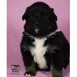 Australian Shepherd Puppies from Ashlee's Aussies
