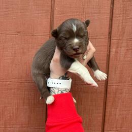 Pink - Red and white female Siberian Husky puppy in Jonesborough, Tennessee from Dry Creek Siberians