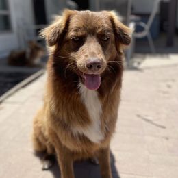 Bo - Australian Shepherd