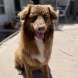 Bo - Australian Shepherd