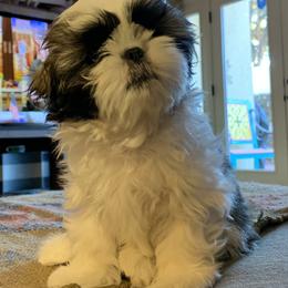 Shih Tzu Puppies from Willow Lane Shih Tzus