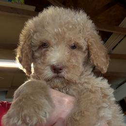 Boy 2 - Apricot male Assorted Doodle Crosses puppy in San Jacinto, California from Goldens and Doodles