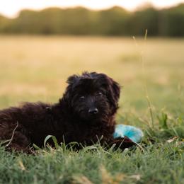Moon - female Aussiedoodle puppy in Yantis, Texas from Marie Mini Aussies