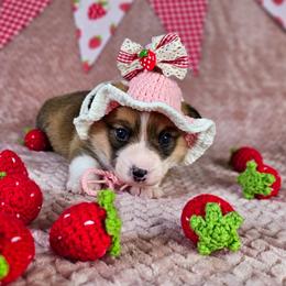 Red and white Female - Red and white female American Corgi puppy in Taylorsville, North Carolina from America's Red White and Bluie Corgis