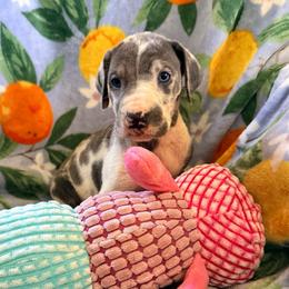 Dolly - Harlequin female Great Dane puppy in Jerusalem, Arkansas from Mara Danes