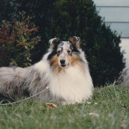 Collie All Grown Up from Candace Ardizzone's Collies