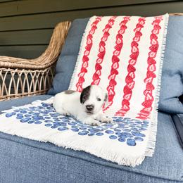 Sprinkles - Piebald male Dachshund puppy in Salters, South Carolina from Long-Pine Dachshund