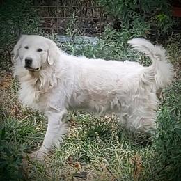 Fritter - Golden Retriever