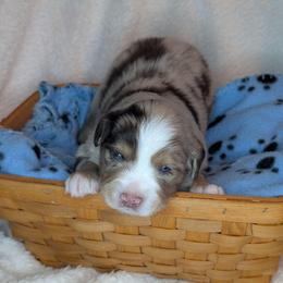 Raspberry - Red merle male Toy Australian Shepherd puppy in Lakeland, Florida from Under the Oak Aussies
