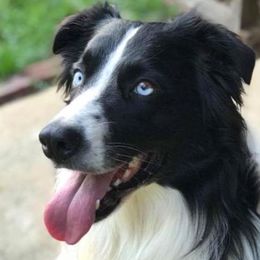 Australian Shepherds from M&J Aussies