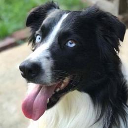 Australian Shepherds from M&J Aussies