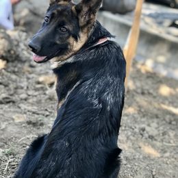 German Shepherd Puppies from Oregon German Shepherds