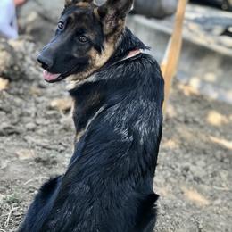 German Shepherd Puppies from Oregon German Shepherds